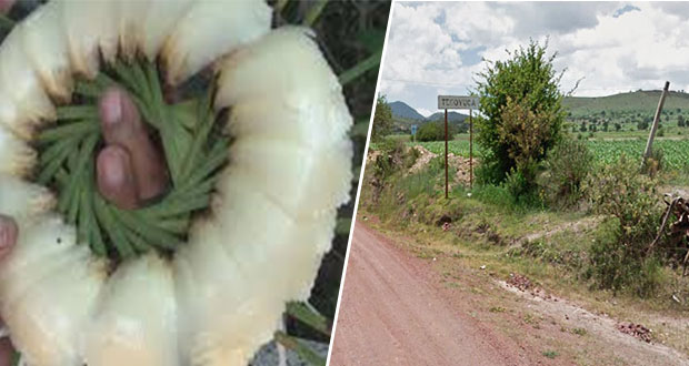 Buscan en Tecoyuca banco de arena en zona con planta en peligro de extinción