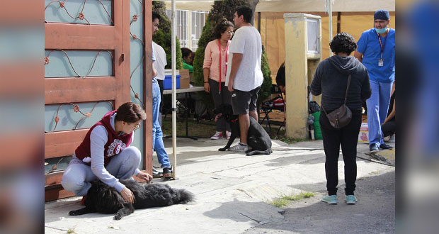 Vacunan y esterilizan a gatos y perros en Galaxia La Laguna