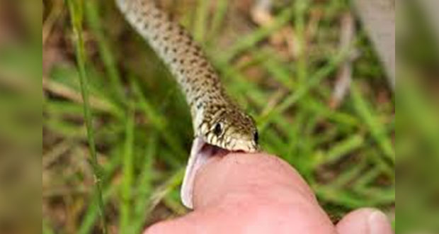 Con plantas de Sierra Negra, buscan tratar mordeduras de serpiente