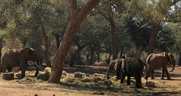 Por falta de alimento y sequía, mueren 200 elefantes en Zimbabwe