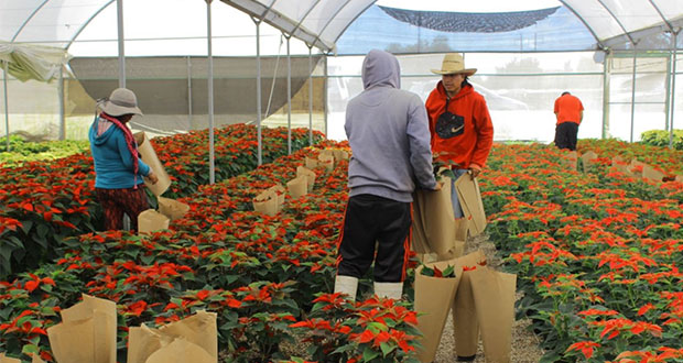 Alistan cosecha de flor de Nochebuena; Puebla, 3er mayor productor