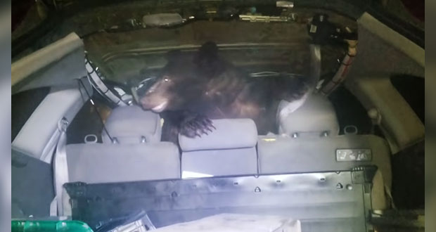 Abre la cajuela de su auto y encuentra a oso; video se viraliza