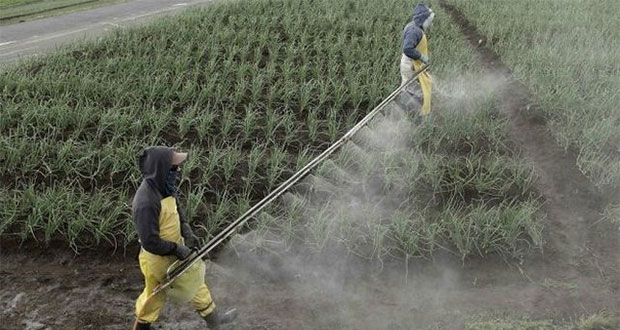 Prohíben 19 plaguicidas de Bayer-Monsanto por daños a la salud