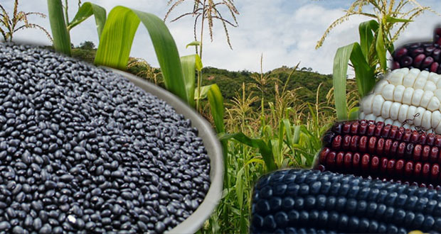 Crecen 10% y 44% producciones de maíz y frijol en un año: plan agrario municipal