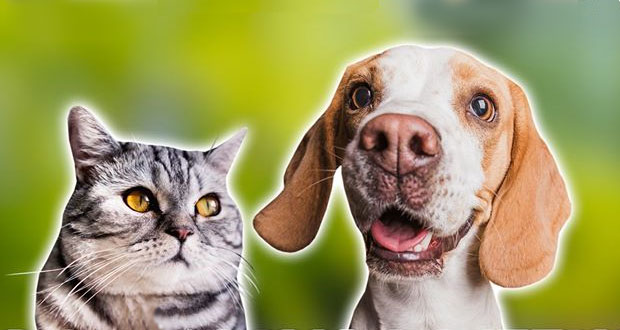 Cuautlancingo realizará jornada de esterilización canina y felina