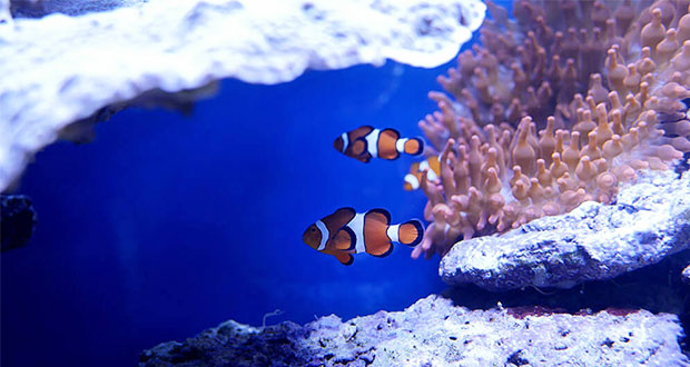 Calentamiento global amenaza los arrecifes de coral y al pez payaso