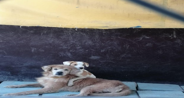 Mascotas recatadas en Bosques de San Sebastián, sin ser reclamadas