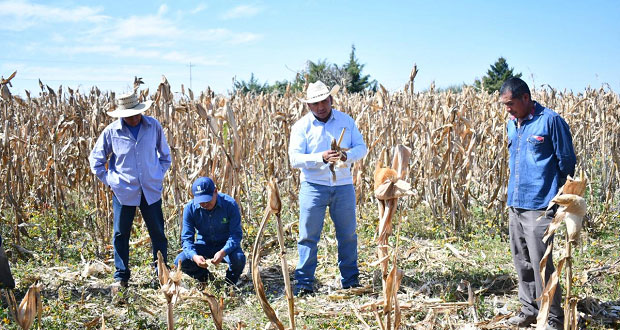 Instruyen a productores de maíz en Ahuatempan
