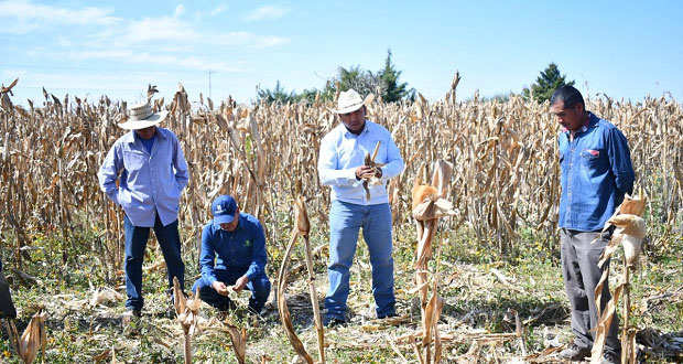 Instruyen a productores de maíz en Ahuatempan