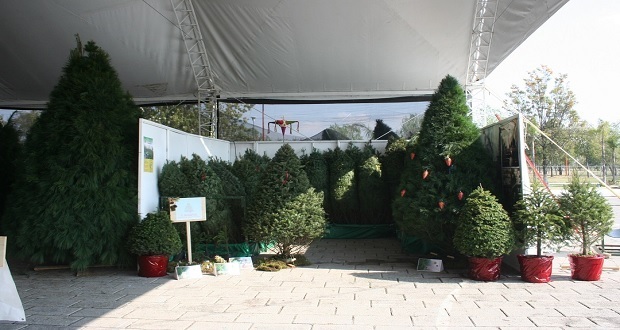 Puebla es el cuarto productor de árboles de Navidad; checa donde los venden