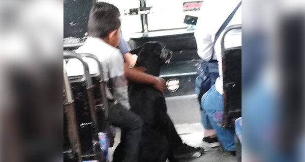 Perro corre tras camión donde iban sus dueños y chofer lo deja subir