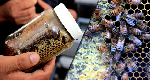 SDR invierte 7 mdp en 80 proyectos para la producción de miel