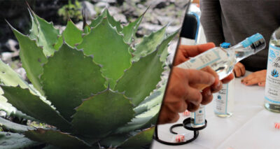 SDR impulsa desarrollo de agaves mezcalero y pulquero