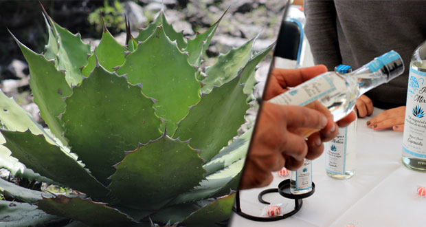SDR impulsa desarrollo de agaves mezcalero y pulquero