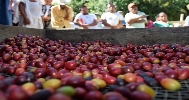 SDR destina casi 33 mdp para la cosecha de café en Puebla