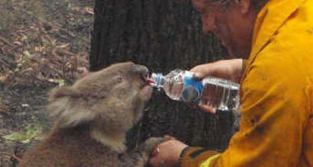 Incendios en Australia cobran la vida de al menos 8 mil koalas