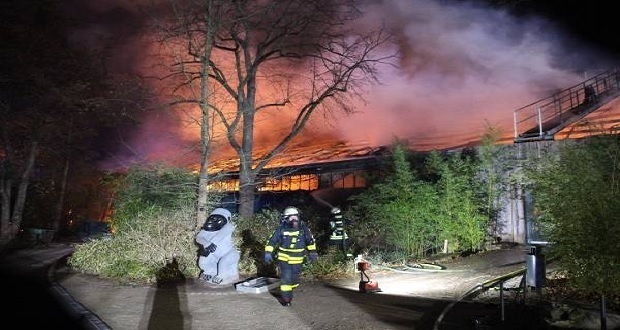 Incendio por globos de Cantoya mata a decenas de monos en Alemania