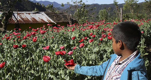 35 mil niños mexicanos forzados a trabajar con el crimen organizado