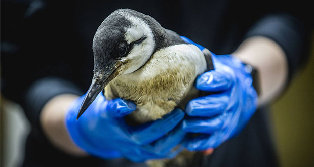 Entre 2013 y 2016, ola de calor severa mató a 1 millón de aves