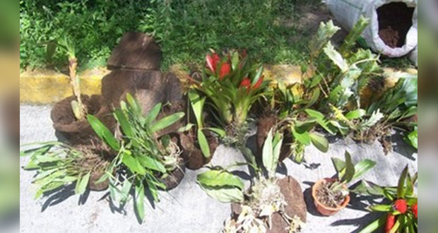 Puebla, de los 4 estados con más ejemplares de orquídeas decomisadas