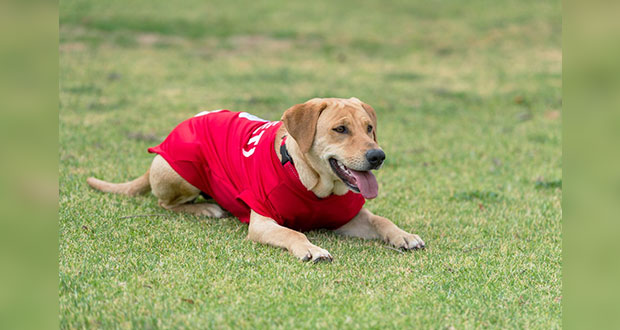 Conoce a “Tunita” el nuevo refuerzo del Atlético de San Luis