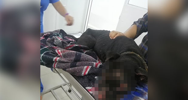 André, el perro que quedó ciego luego de que su dueño le roció ácido