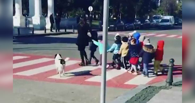 Kupata, el perro guardián que ayuda a niños a cruzar la calle