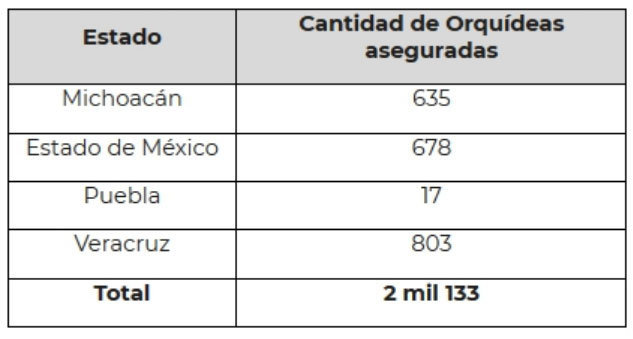 Puebla, de los 4 estados con más ejemplares de orquídeas decomisadas