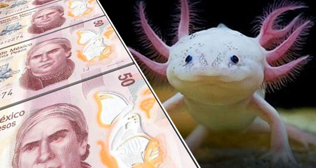 Ajolote será la nueva imagen del billete de $50, pero hasta 2022