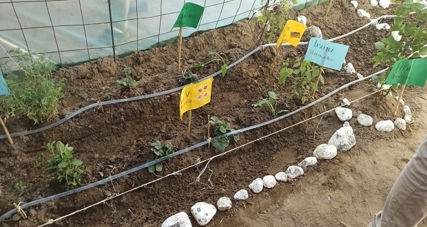 Producen legumbres a partir de compostas en bachillerato de Libres