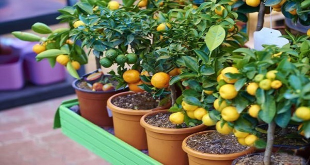 Reúne Foro de Fruticultores 280 productores de la Sierra Negra