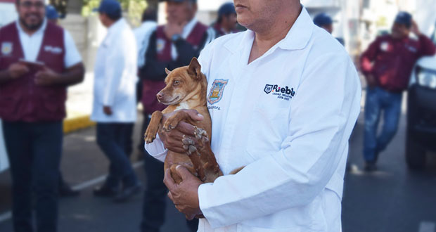 En 2019, Control Animal recibió 849 reportes por canes maltratados