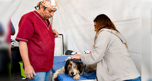 Arranca jornada de esterilización para mascotas en Cuautlancingo