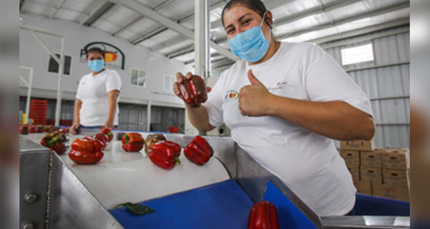 Con 37.8 mmdd, exportaciones agroalimentarias del país suben 8.6%
