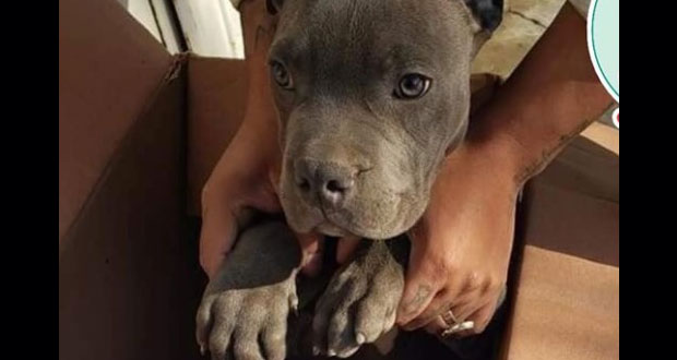 Niño da en adopción a su perro para que su papá no lo maltrate