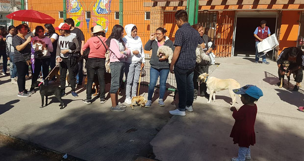 Antorcha gestiona esterilización de mascotas para Viveros del Valle