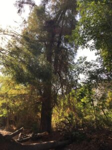 Aprovechando contingencia, vuelven a talar árboles en vivero Santa Cruz