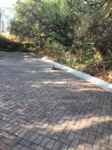 Aprovechando contingencia, vuelven a talar árboles en vivero Santa Cruz