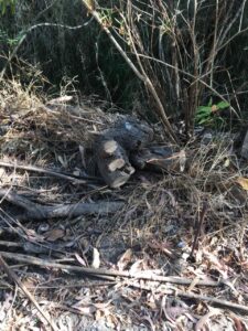 Aprovechando contingencia, vuelven a talar árboles en vivero Santa Cruz