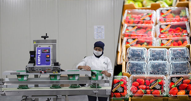 En enero, balanza agroalimentaria de México crece 19.6%: Sader