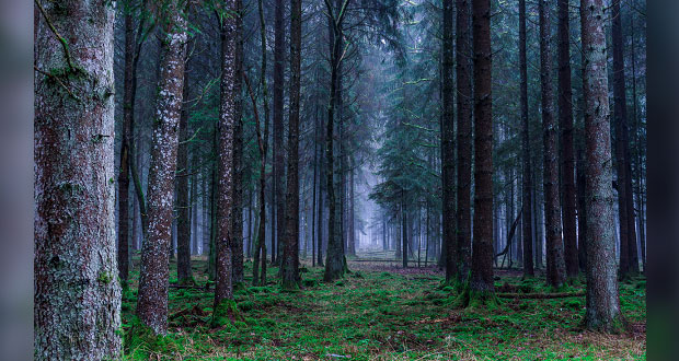 Gobierno Federal y dueños de bosques buscan que haya desarrollo sustentable