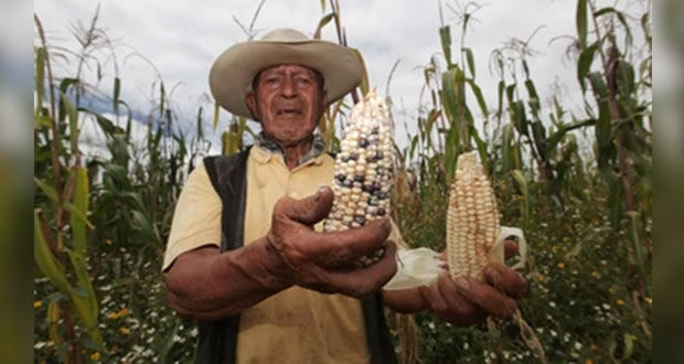 Primera etapa de apoyo a productores de maíz, en 3 estados: Segalmex