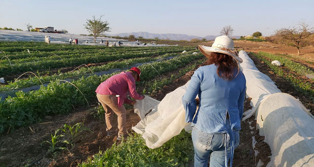 Investigadores buscan rescatar producción de sandía en Tecomatlán