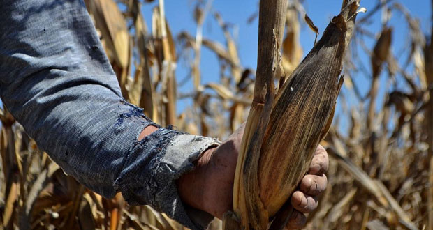 Ante pandemia, Antorcha pide a gobiernos ayudar a campesinos