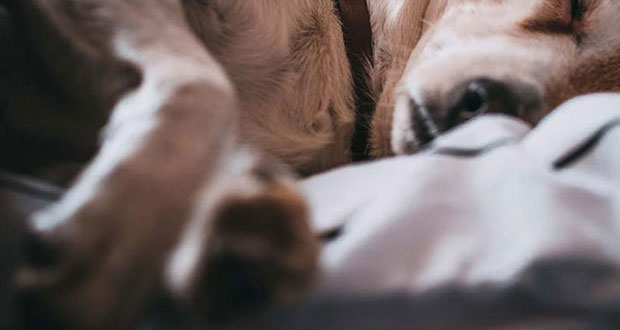 Drogan a perro de 4 meses para pedir limosna en Coyoacán