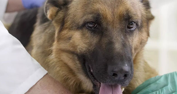 En Hong Kong, confirman segundo perro que da positivo a Covid-19