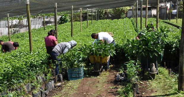 Ayuntamiento de Huitzilan apoya a 46 cafetaleros con 46 mil plantas