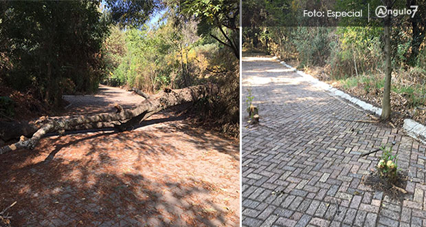 Aprovechando contingencia, vuelven a talar árboles en vivero Santa Cruz