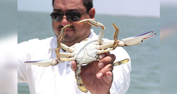 Con productores, Federación actualizará pesca de jaiba en Pacífico