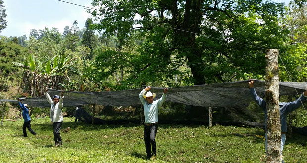 Pleno antorchista inicia proyecto de planta de café en Tlaola